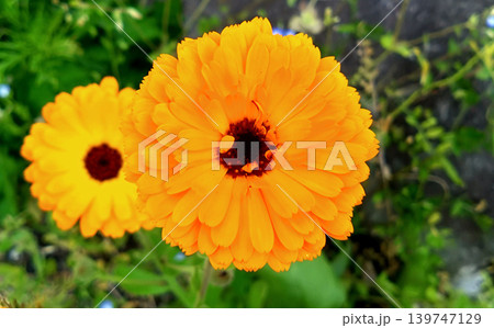 鮮やかなオレンジ色が輝くキンセンカの花 139747129
