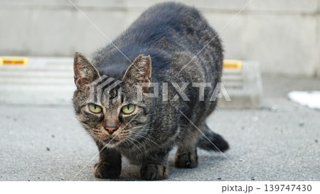 かわいい野良猫 かわいい野良猫 139747430