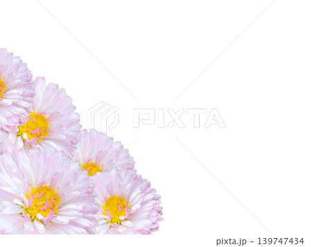 Pink China aster Callistephus chinensis flowers isolated on transparent background with copy space Pink China aster Callistephus chinensis flowers isolated on transparent background with copy space 139747434