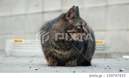 かわいい野良猫 139747435