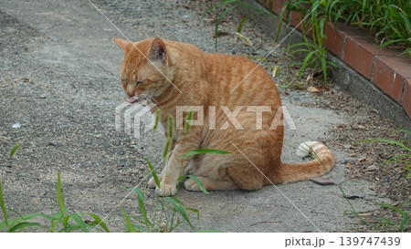 かわいい野良猫 かわいい野良猫 139747439