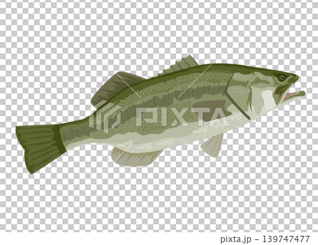 ブラックバスのイラスト 139747477