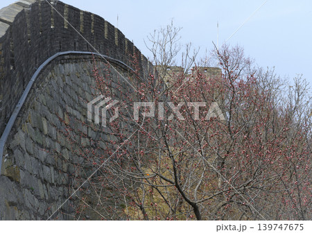 A blooming spring tree next to the Great Wall of China in the mountains in Mutianyu district, China A blooming spring tree next to the Great Wall of China in the mountains in Mutianyu district, China 139747675