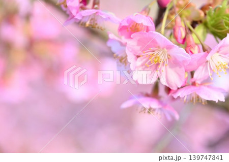 新潟県立植物園の河津桜のクローズアップ(新潟県新潟市秋葉区) 新潟県立植物園の河津桜のクローズアップ(新潟県新潟市秋葉区) 139747841
