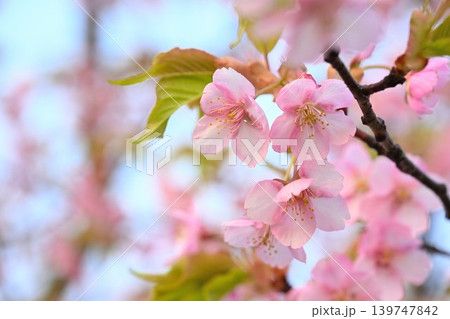 新潟県立植物園の河津桜のクローズアップ（新潟県新潟市秋葉区） 139747842