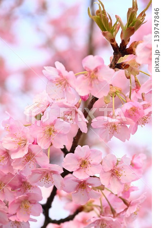 新潟県立植物園の河津桜のクローズアップ（新潟県新潟市秋葉区） 139747846