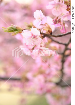 新潟県立植物園の河津桜のクローズアップ（新潟県新潟市秋葉区） 139747848