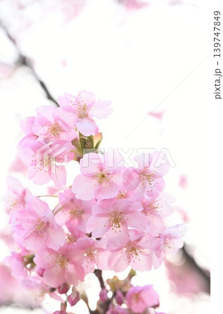 新潟県立植物園の河津桜のクローズアップ(新潟県新潟市秋葉区) 新潟県立植物園の河津桜のクローズアップ(新潟県新潟市秋葉区) 139747849