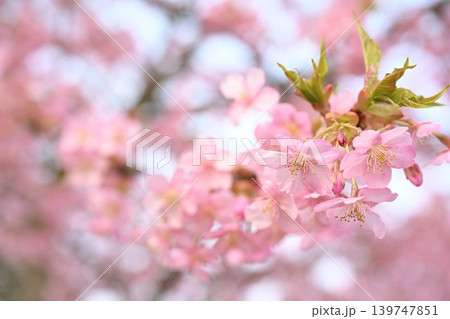 新潟県立植物園の河津桜のクローズアップ(新潟県新潟市秋葉区) 新潟県立植物園の河津桜のクローズアップ(新潟県新潟市秋葉区) 139747851