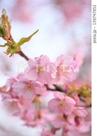 新潟県立植物園の河津桜のクローズアップ(新潟県新潟市秋葉区) 新潟県立植物園の河津桜のクローズアップ(新潟県新潟市秋葉区) 139747852