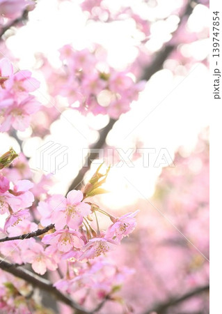新潟県立植物園の河津桜のクローズアップ（新潟県新潟市秋葉区） 139747854