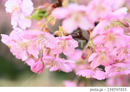新潟県立植物園の河津桜のクローズアップ（新潟県新潟市秋葉区） 139747855