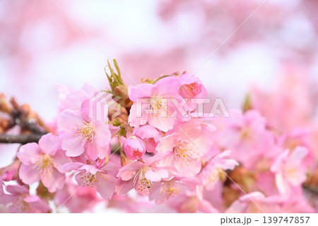 新潟県立植物園の河津桜のクローズアップ（新潟県新潟市秋葉区） 139747857