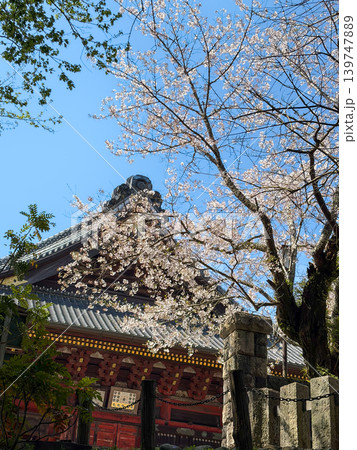 青空と桜に包まれた愛染明王堂 139747889