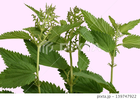 Stinging nettle is a perennial herbaceous plant. Stinging nettle is a perennial herbaceous plant. 139747922