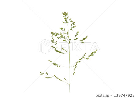 Meadow fescue is a perennial herbaceous plant of the Poaceae family. 139747925