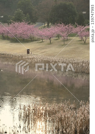 河津桜が咲く新潟県立植物園（新潟県新潟市秋葉区） 139747993