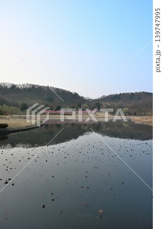 河津桜が咲く新潟県立植物園（新潟県新潟市秋葉区） 139747995