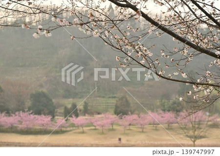 河津桜が咲く新潟県立植物園(新潟県新潟市秋葉区) 河津桜が咲く新潟県立植物園(新潟県新潟市秋葉区) 139747997