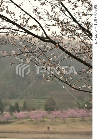 河津桜が咲く新潟県立植物園（新潟県新潟市秋葉区） 139747998