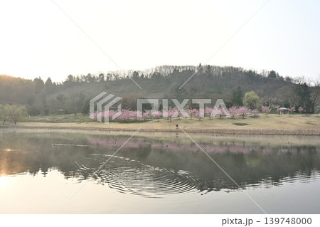 河津桜が咲く新潟県立植物園（新潟県新潟市秋葉区） 139748000