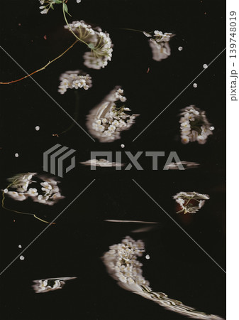 Abstract spirea flowers reflecting in dark water surface. Minimalist moody botanical background with liquid distortion, ripples and analog film grain texture. Concept of mindfulness and serenity. Abstract spirea flowers reflecting in dark water surface. Minimalist moody botanical background with liquid distortion, ripples and analog film grain texture. Concept of mindfulness and serenity. 139748019
