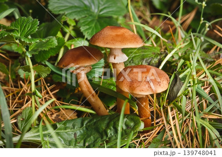 Blocked wild mushrooms on a green meadow 139748041