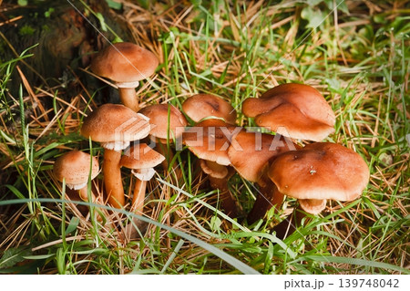 Blocked wild mushrooms on a green meadow Blocked wild mushrooms on a green meadow 139748042