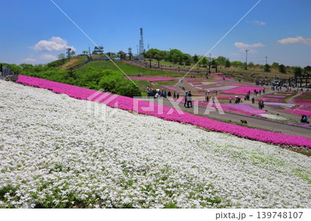 茶臼山 芝桜の丘 茶臼山 芝桜の丘 139748107