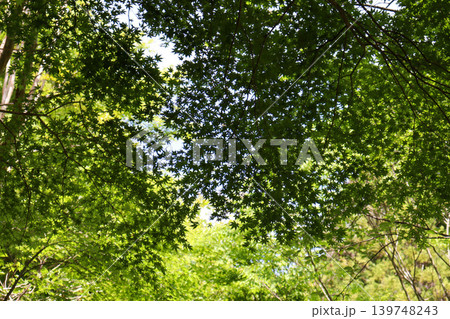 木漏れ日が差し込む新緑のモミジ 木漏れ日が差し込む新緑のモミジ 139748243