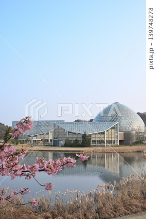 池越しに見る新潟県立植物園と河津桜(新潟県新潟市秋葉区) 池越しに見る新潟県立植物園と河津桜(新潟県新潟市秋葉区) 139748278
