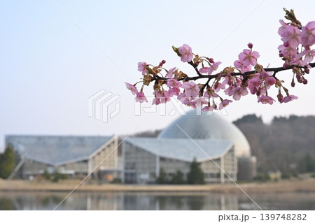 池越しに見る新潟県立植物園と河津桜（新潟県新潟市秋葉区） 139748282
