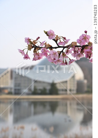 池越しに見る新潟県立植物園と河津桜(新潟県新潟市秋葉区) 池越しに見る新潟県立植物園と河津桜(新潟県新潟市秋葉区) 139748283