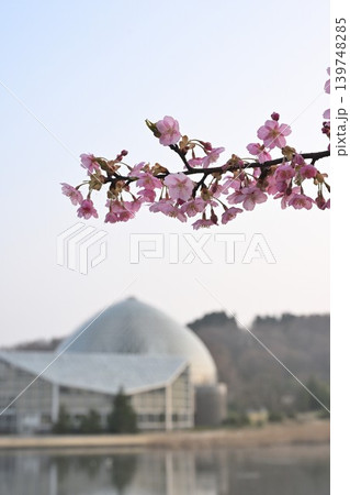 池越しに見る新潟県立植物園と河津桜(新潟県新潟市秋葉区) 池越しに見る新潟県立植物園と河津桜(新潟県新潟市秋葉区) 139748285