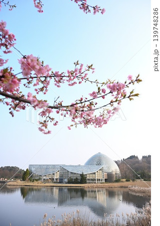 池越しに見る新潟県立植物園と河津桜(新潟県新潟市秋葉区) 池越しに見る新潟県立植物園と河津桜(新潟県新潟市秋葉区) 139748286