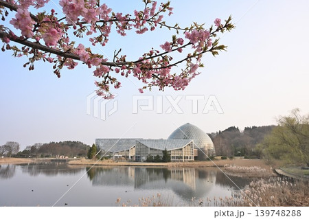池越しに見る新潟県立植物園と河津桜(新潟県新潟市秋葉区) 池越しに見る新潟県立植物園と河津桜(新潟県新潟市秋葉区) 139748288