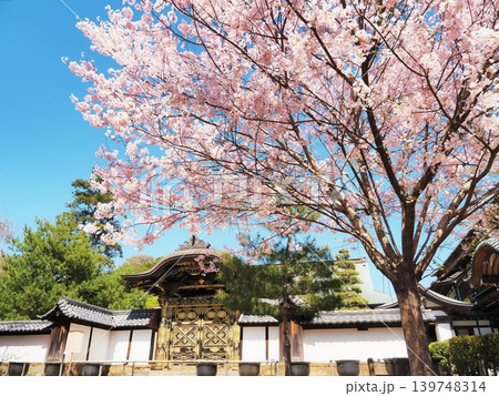 神奈川県　建長寺　唐門とさくら　4月 139748314