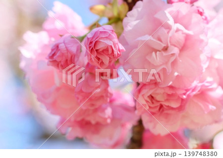 奥都 オクミヤコ 薔薇のような多弁の桜 クローズアップ 奥都 オクミヤコ 薔薇のような多弁の桜 クローズアップ 139748380