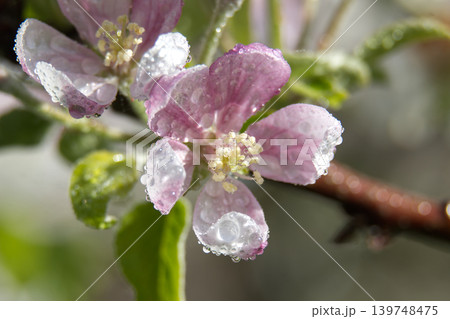 Delicate pink apple blossoms adorned with sparkling water droplets after a spring shower 139748475