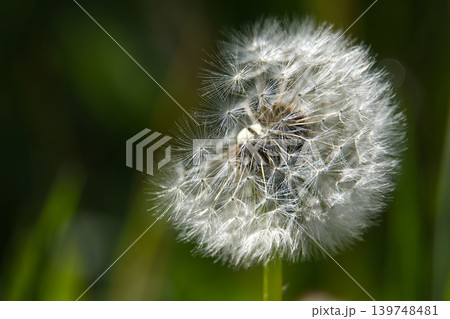 Macro shot of delicate dandelion seed head with fluffy white seeds against blurred green background 139748481