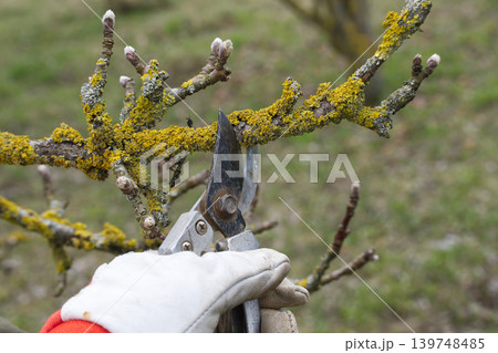 Gardener Pruning Lichen-Covered Orchard Branch With Pruning Shears And Gloved Hand In Spring Gardener Pruning Lichen-Covered Orchard Branch With Pruning Shears And Gloved Hand In Spring 139748485