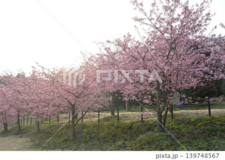 河津桜並木の春景色(新潟県新潟市秋葉区) 河津桜並木の春景色(新潟県新潟市秋葉区) 139748567