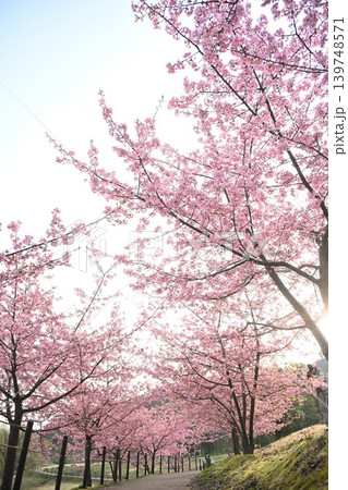 河津桜並木の春景色(新潟県新潟市秋葉区) 河津桜並木の春景色(新潟県新潟市秋葉区) 139748571