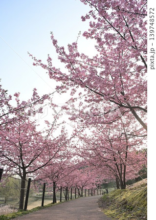 河津桜並木の春景色（新潟県新潟市秋葉区） 139748572