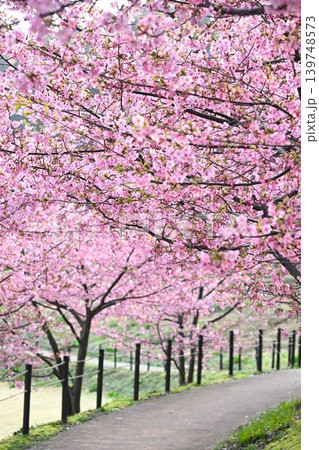 河津桜並木の春景色（新潟県新潟市秋葉区） 139748573