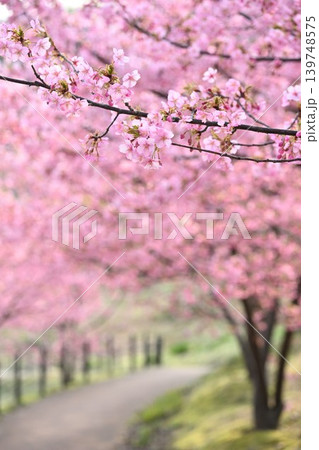 河津桜並木の春景色(新潟県新潟市秋葉区) 河津桜並木の春景色(新潟県新潟市秋葉区) 139748575
