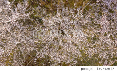 April 26 2026 Hakodate Hokuto Cherry Blossom Tree Aerial View April 26 2026 Hakodate Hokuto Cherry Blossom Tree Aerial View 139748617