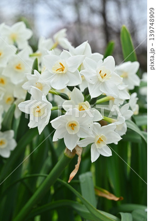 植物:シロバナスイセン ヒガンバナ科 植物:シロバナスイセン ヒガンバナ科 139748909