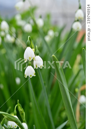 植物:スノーフレーク ヒガンバナ科 植物:スノーフレーク ヒガンバナ科 139748914