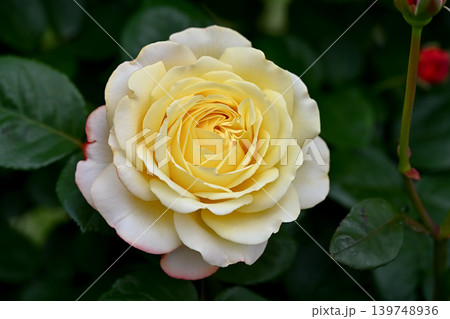 バラの花 139748936